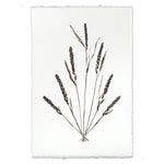 photography grain plant weed handmade paper