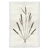 photography grain plant weed handmade paper
