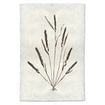 photography grain plant weed handmade paper