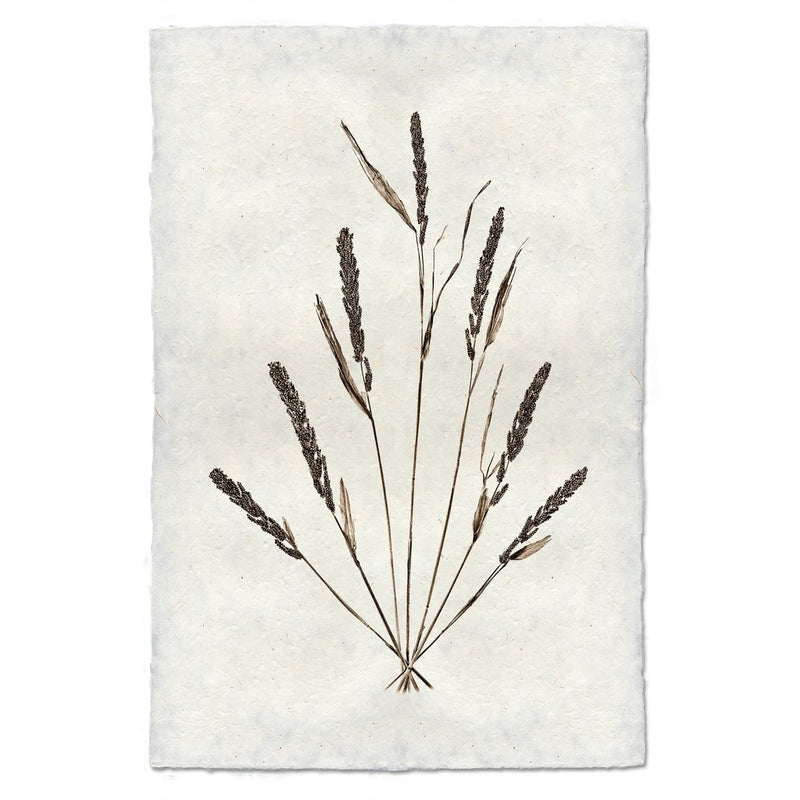 photography grain plant weed handmade paper