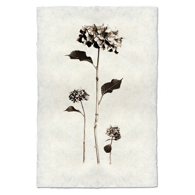 Black White Hydrangeas Flower Photography on Handmade Paper