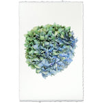 photography handmade paper blue green hydrangea plant
