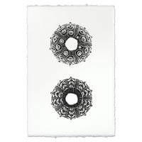 Designer Imperial Urchin - USA Made Professional Sea Life Photography | BSEID