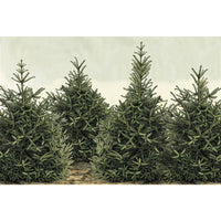 Fir Tree Placemats (30) for Christmas & Holidays - Winter Table Decor