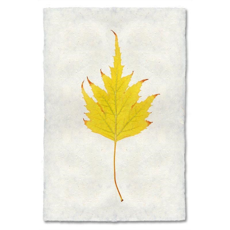 photography handmade paper birch leaf nature wall art