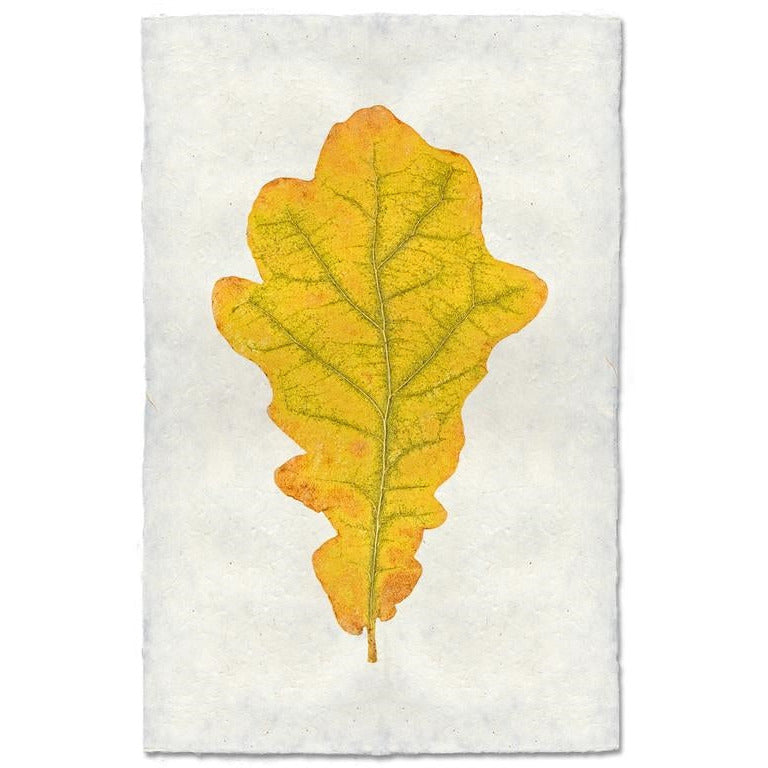 photography handmade paper oak leaf nature wall art