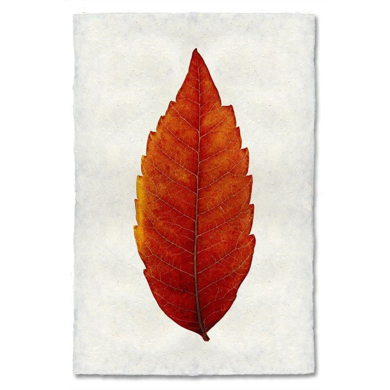 photography handmade paper sumac leaf nature wall art
