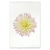 photography flower white yellow purple handmade paper