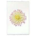 photography flower white yellow purple handmade paper