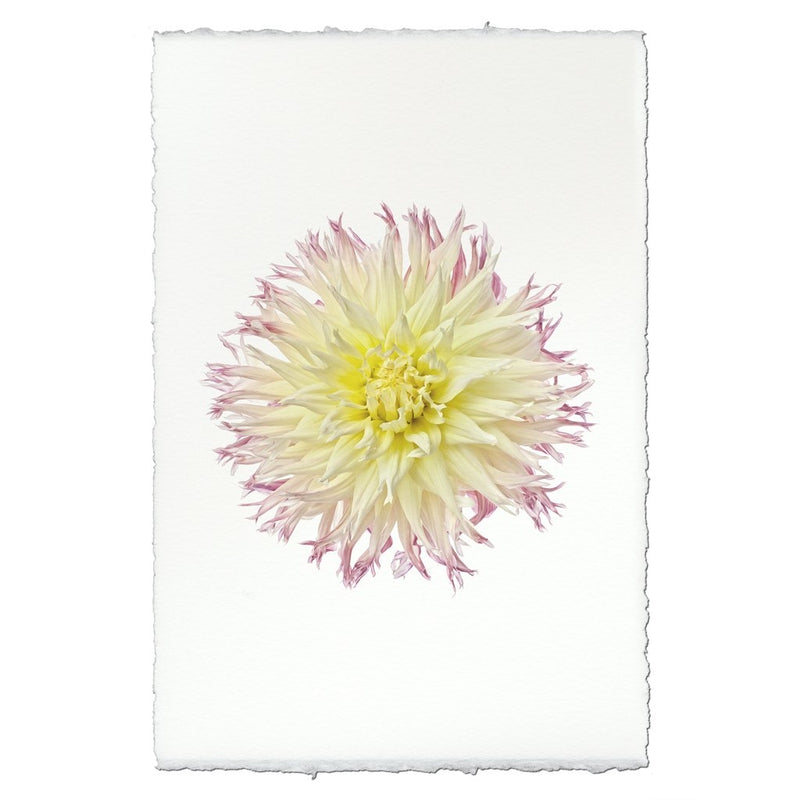 photography flower white yellow purple handmade paper
