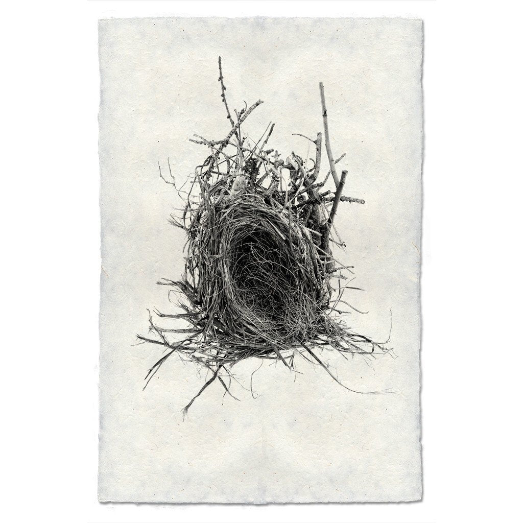 Photography Art - Nest Study #12 (paper, size + frame options) by Barloga Studios
