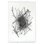 Photography Art - Nest Study #14 (paper, size + frame options) by Barloga Studios
