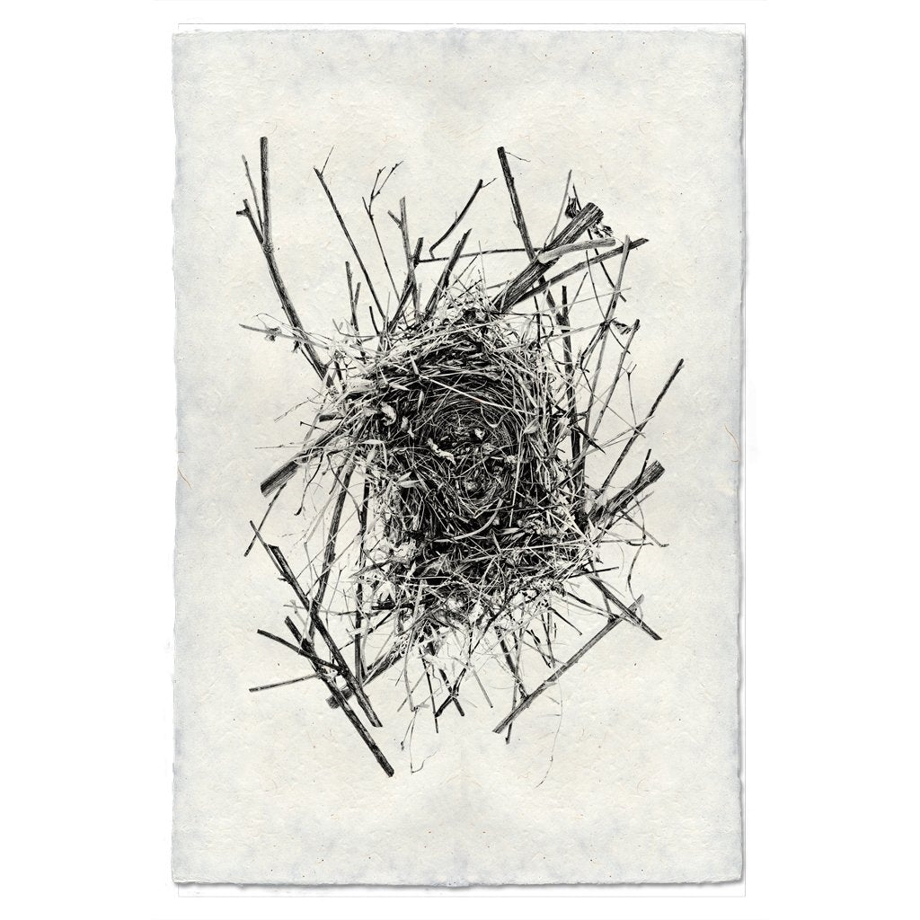 Photography Art - Nest Study #14 (paper, size + frame options) by Barloga Studios