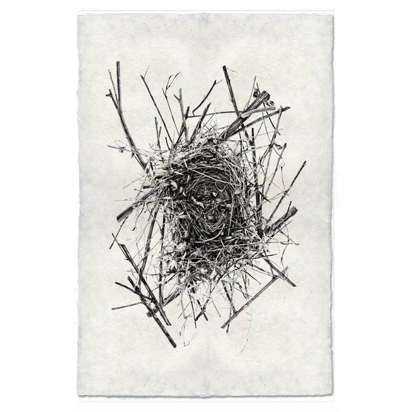 Photography Art - Nest Study #14 (paper, size + frame options) by Barloga Studios