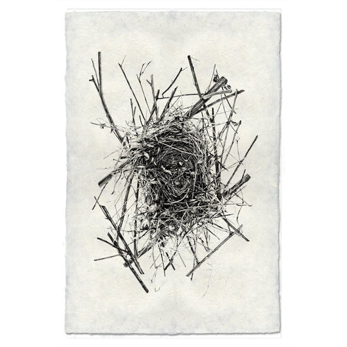Photography Art - Nest Study #14 (paper, size + frame options) by Barloga Studios