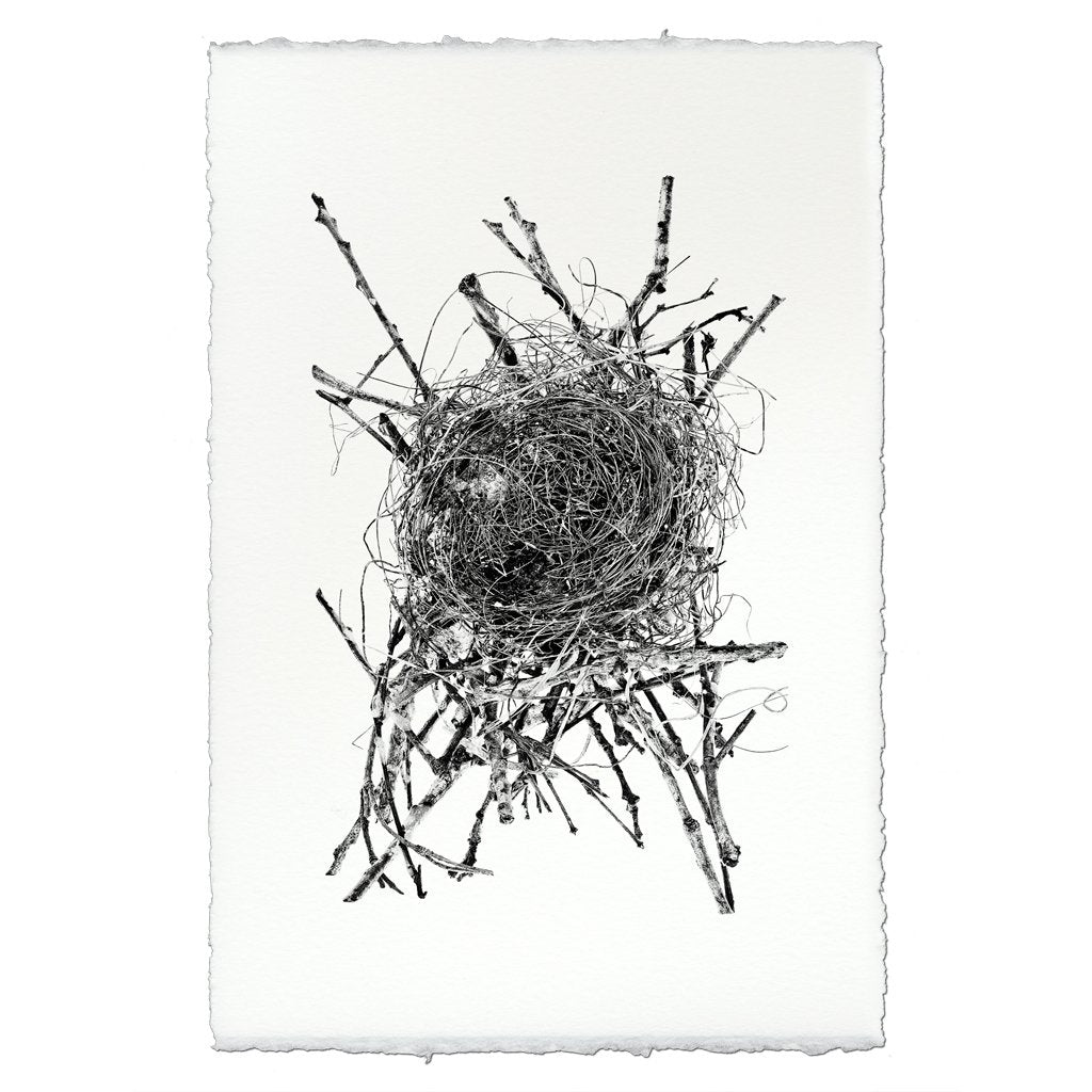 Photography Art - Nest Study #15 (paper, size + frame options) by Barloga Studios