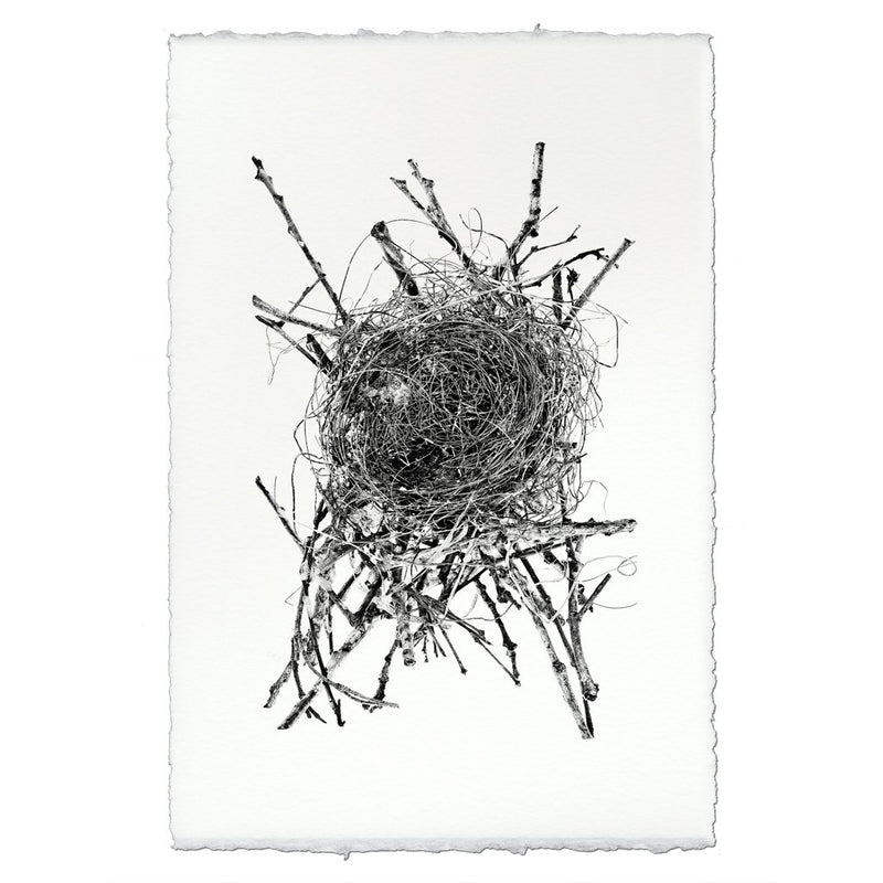 Photography Art - Nest Study #15 (paper, size + frame options) by Barloga Studios