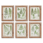 wall art framed organic natural fern prints