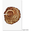 oversized tree bark organic photography art oversized framed