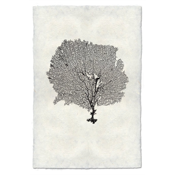 Round Sea Fan Wall Art - USA Made Professional Sea Life Photography | BSEID