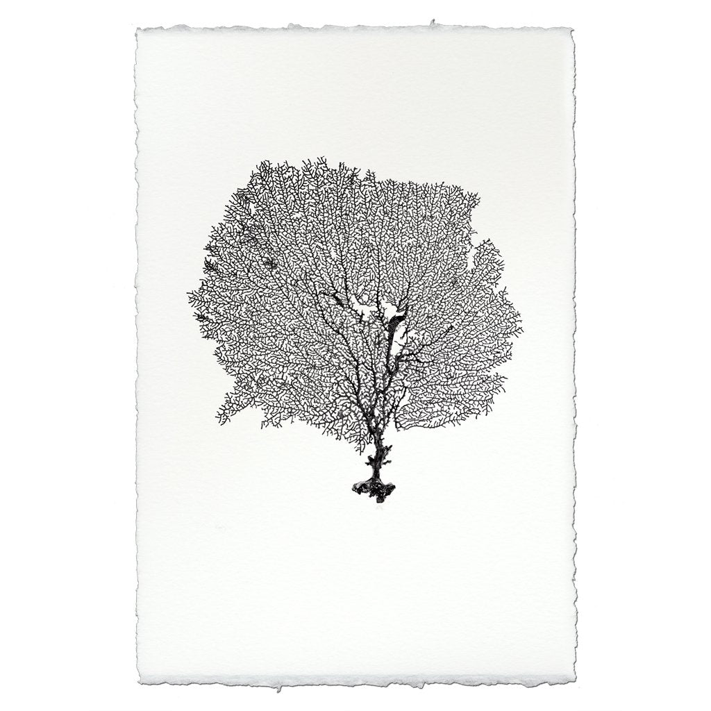Round Sea Fan Wall Art - USA Made Professional Sea Life Photography | BSEID