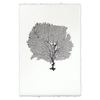 Round Sea Fan Wall Art - USA Made Professional Sea Life Photography | BSEID