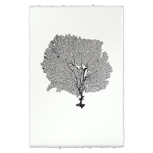 Round Sea Fan Wall Art - USA Made Professional Sea Life Photography | BSEID