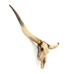 Resin Texas Longhorn Skull - Wall Hung