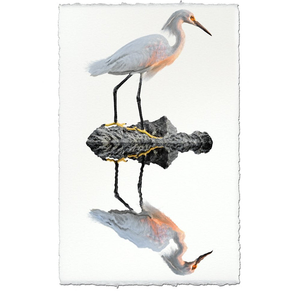 egret coastal photography print bird white brown