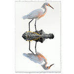 egret coastal photography print bird white brown