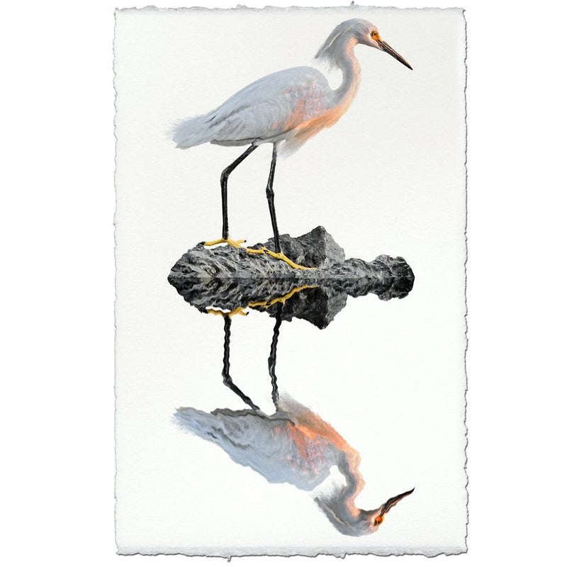 egret coastal photography print bird white brown