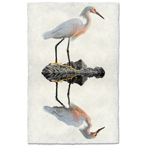 egret coastal photography print bird white brown