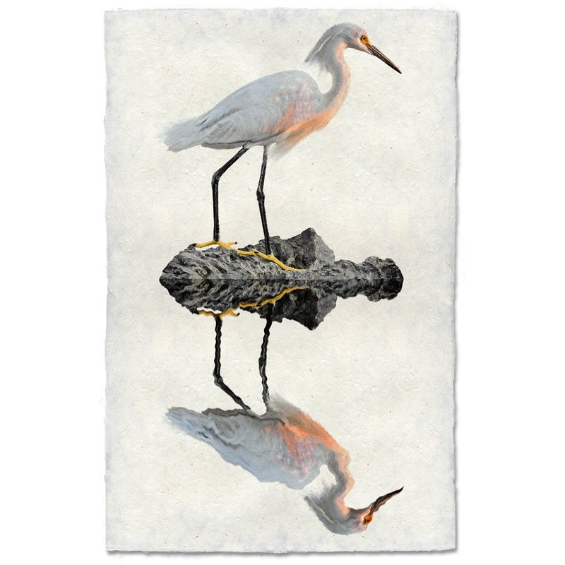 egret coastal photography print bird white brown