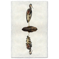 tricolored heron reflection coastal photography print