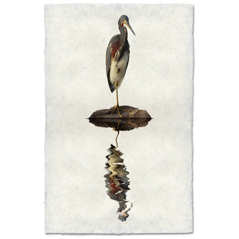 tricolored heron reflection coastal photography print