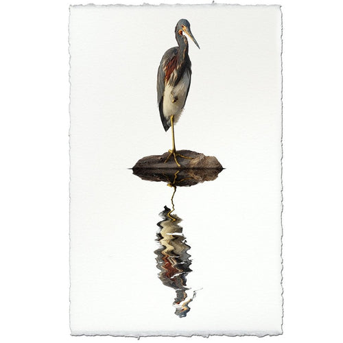 tricolored heron reflection coastal photography print