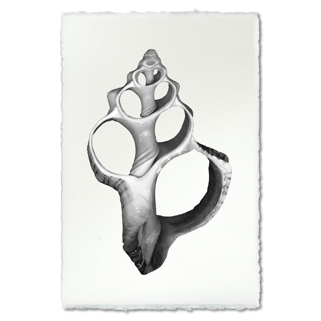 photography art handmade seashell