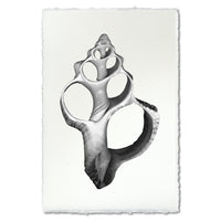 photography art handmade seashell