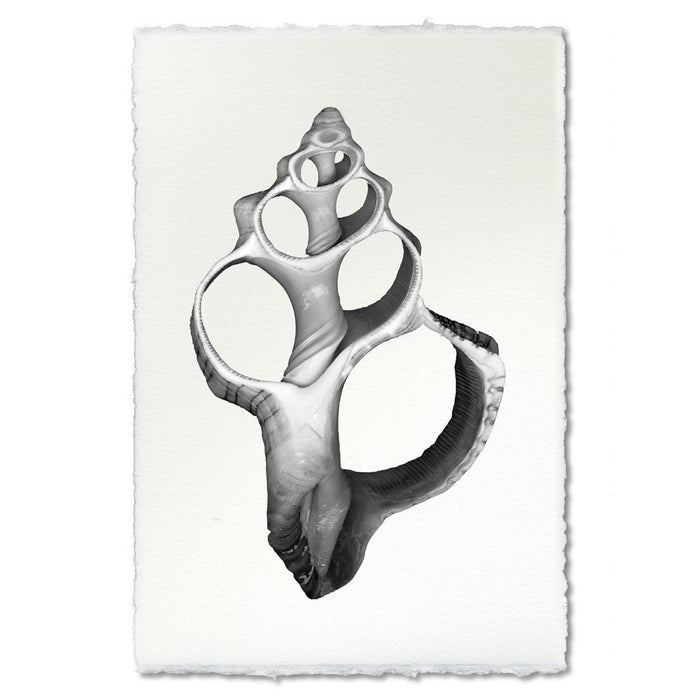 photography art handmade seashell