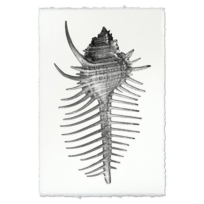 photography art blue handmade spiny murex seashell