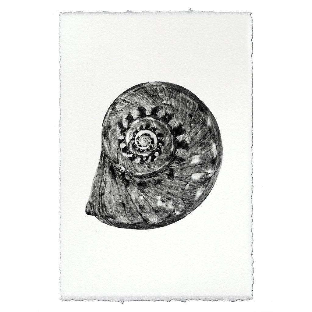 photography art blue handmade spiral seashell