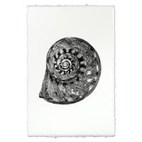 photography art blue handmade spiral seashell