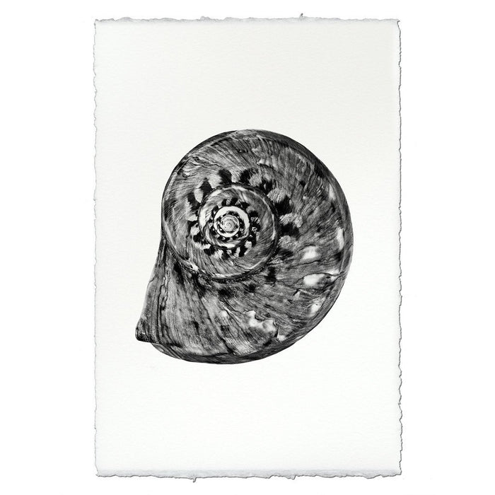 photography art blue handmade spiral seashell