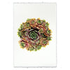 photography handmade paper green red succulent plant