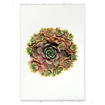 photography handmade paper green red succulent plant