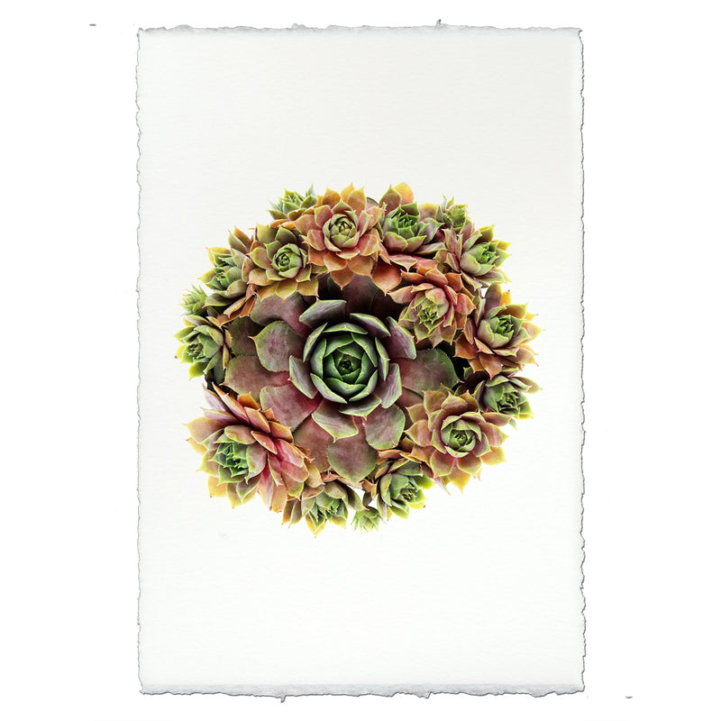 photography handmade paper green red succulent plant