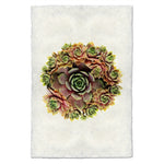 photography handmade paper green red succulent plant
