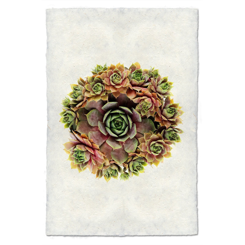 photography handmade paper green red succulent plant