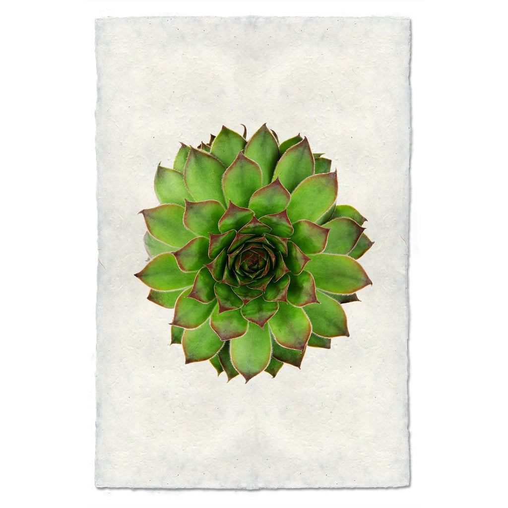 photography handmade paper green succulent plant