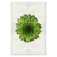 photography handmade paper green succulent plant